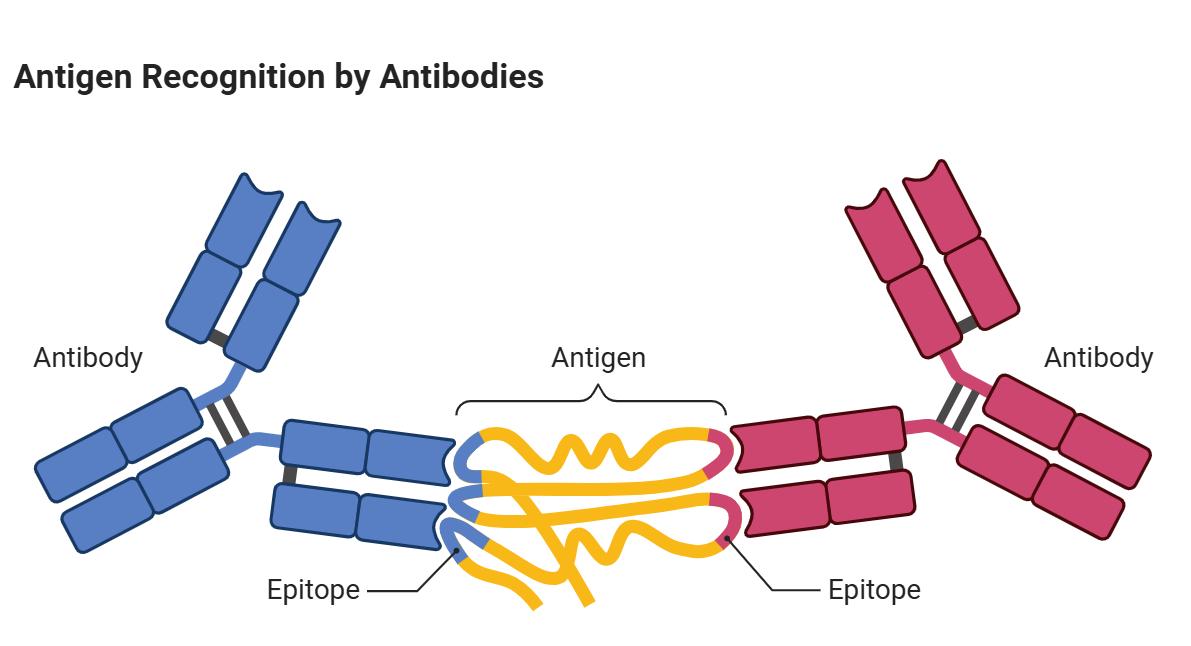 抗体工程优化展示