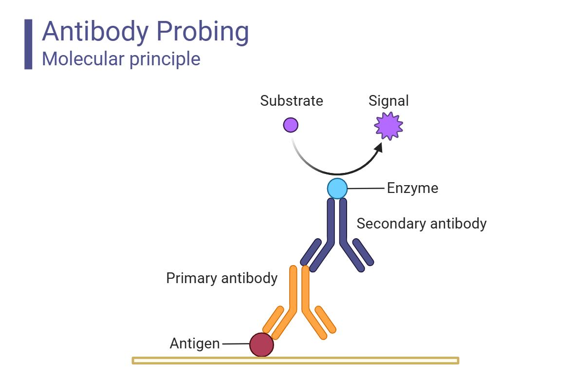 抗体改造策略展示
