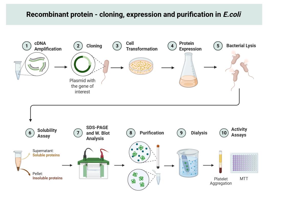 表达系统选择展示