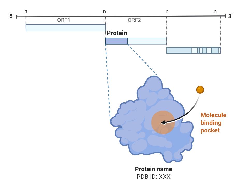 靶点结构分析展示